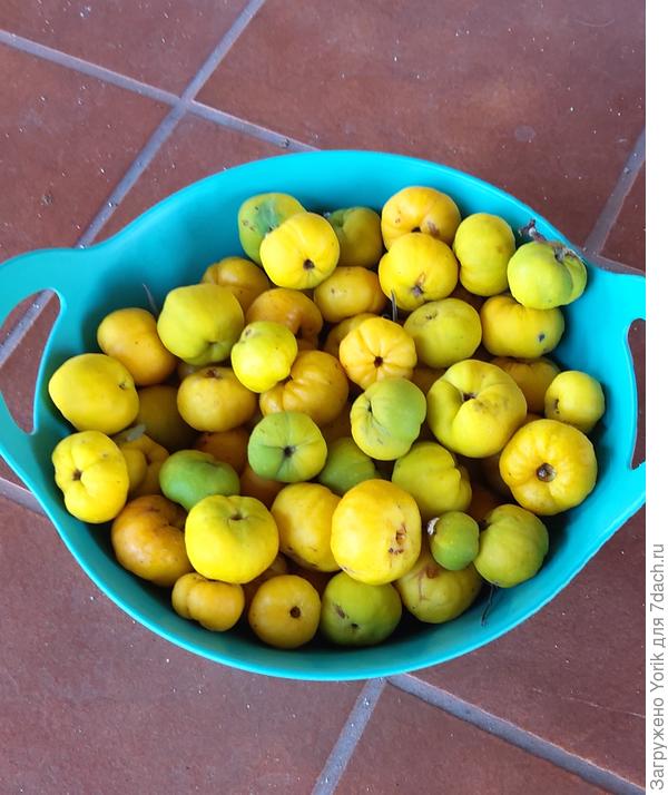 Часть урожая хеномелеса. И для варенья, и для соусов.