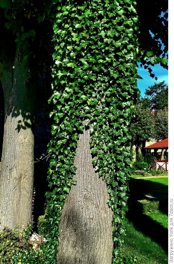 Плющ одел липу в этакий "фрак"