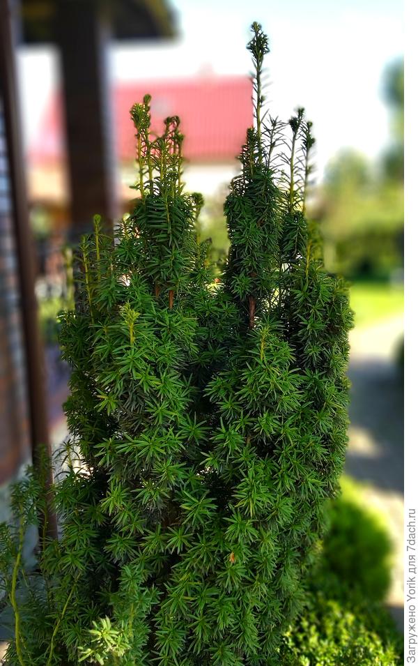 Тис выпустил новые побеги. Ему и наступающая зима нипочем