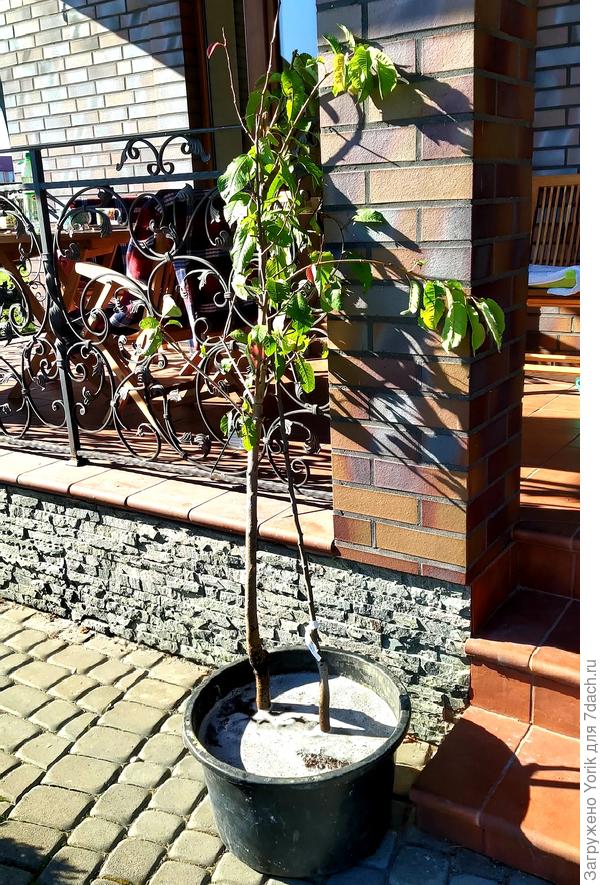 Как говорится: "Колхоз, дело добровольное". Сегодня посадка двух плодовых деревьев. Груша, сорт Фаворитка и черешня сорт Лапис. Если интересно, то расскажу поподробнее. Растения из питомника соседней страны, так что проблем с климатической адаптацией не должно быть.