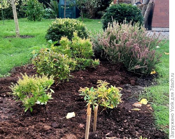 Разборки с вересковых клумбой