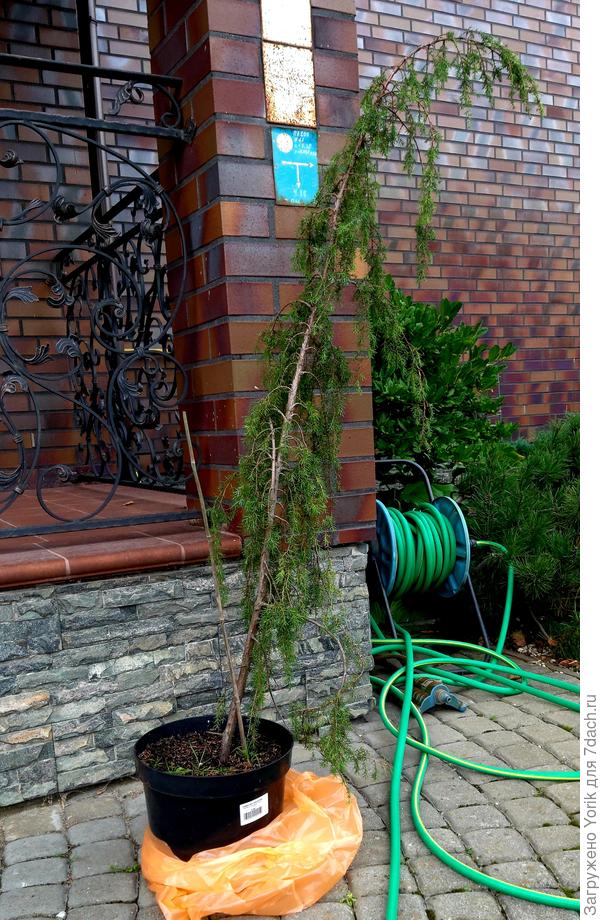 можжевельник Horstmann