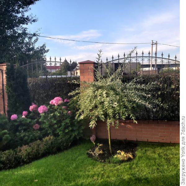 Гортензии еще продолжают радовать