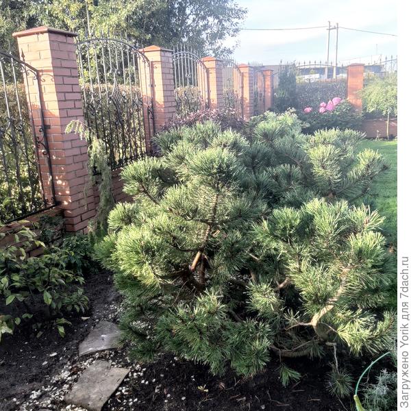 Можжевельник посажен. Впоследствии этот уголок приобретёт довольно сюрреалистический вид. Сочетание: можжевельника Хорсмана, бонсай из горной сосны, магнолия, фон по забору - кампсис.