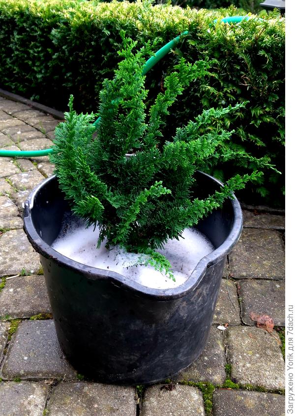 Второй кипарисовик готовится к посадке