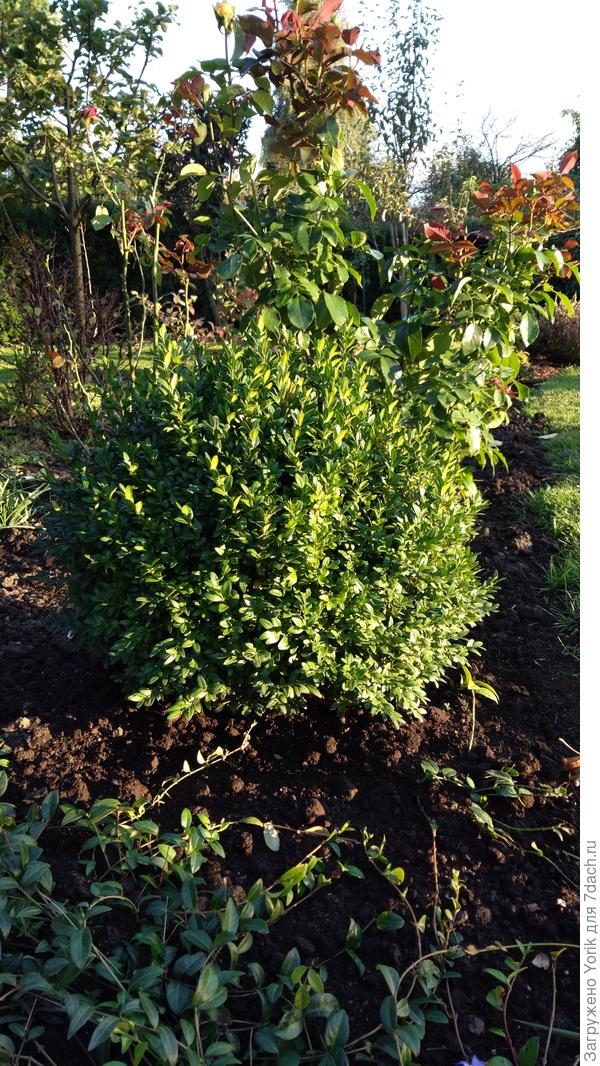 Этот самшит не стригся в этом году. Готовится к формированию