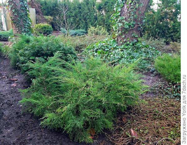 Ну, а вот так,  в декабре выглядит &quot;дикий уголок&quot;