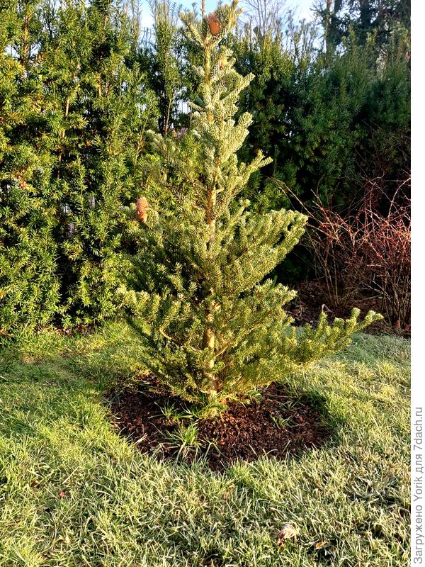 И даже шишки есть.