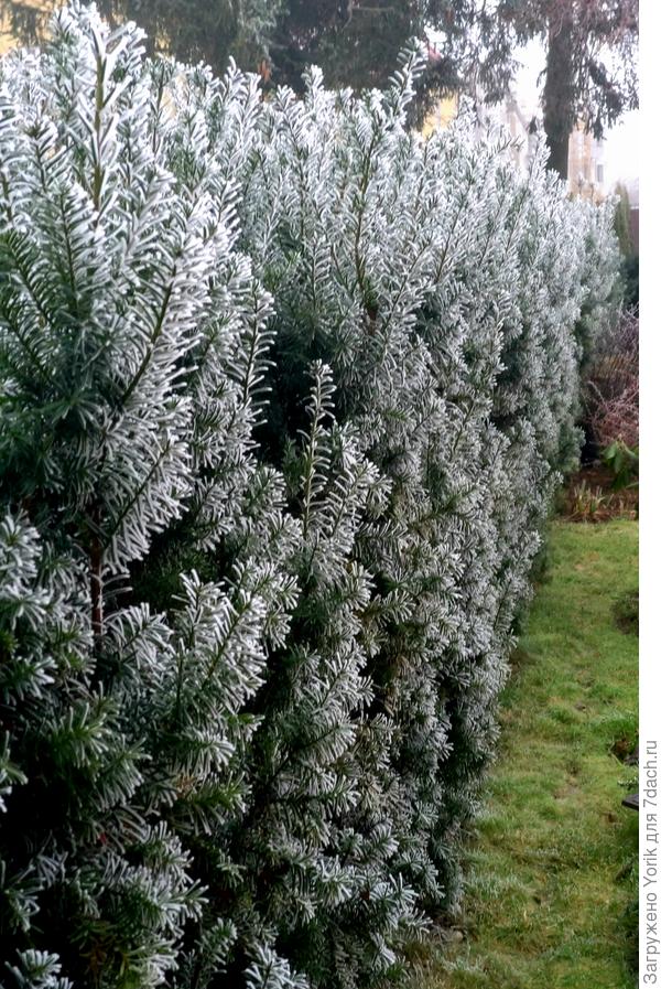 Заинденевшая живая изгородь смотрится особенно сказочно. Да еще и зеленая трава.