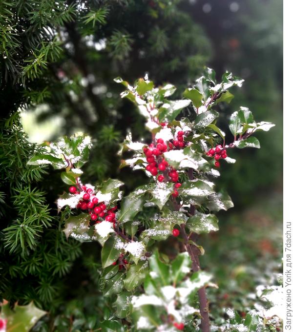 Почти как новогодняя открытка