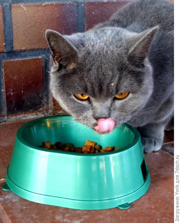 &quot;Вы насчет погладить?&quot; &quot;Нет, мы насчет поесть!&quot;