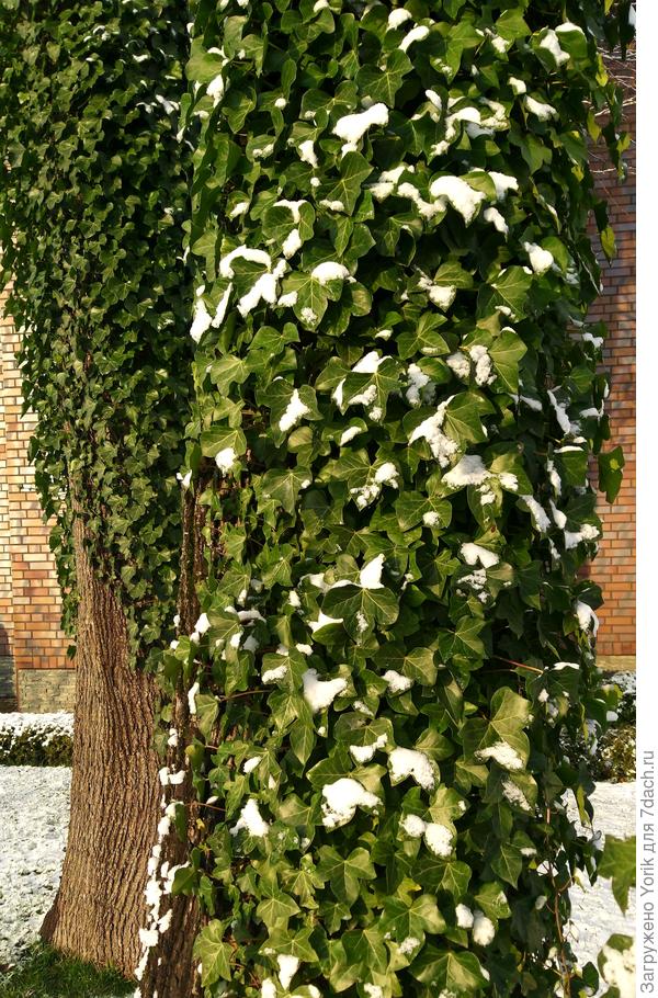 И даже припорошил снег