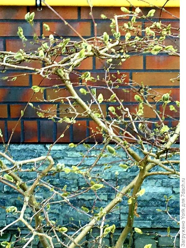 магнолия набирает бутоны.  Недели через две зацветет, ну а затем выпустит листву