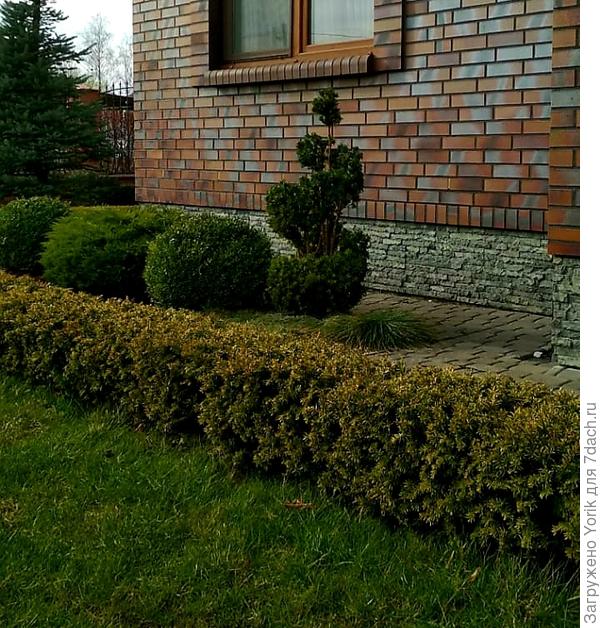 попробовал как будет смотреться тис в новом образе. Интересно ваш мнение