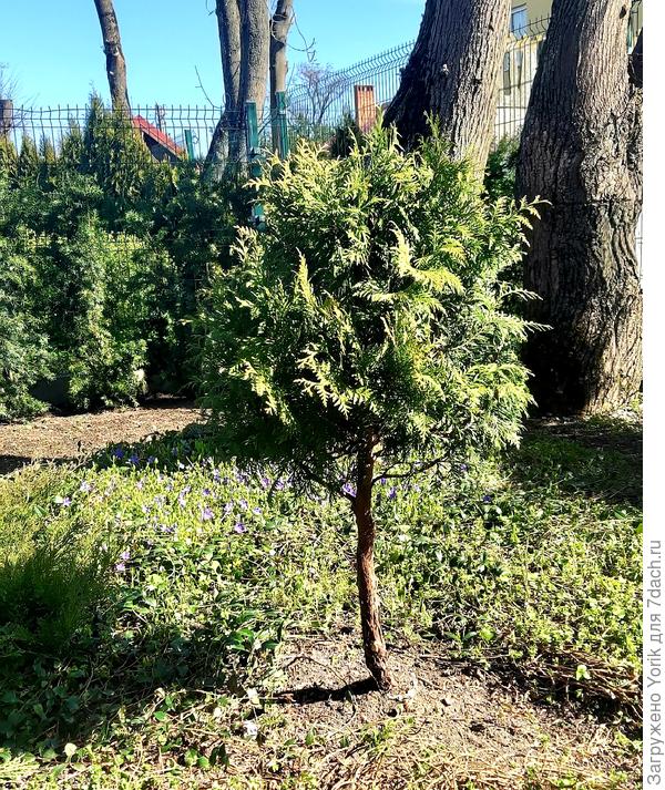 Этакий Чупа - Чупс.