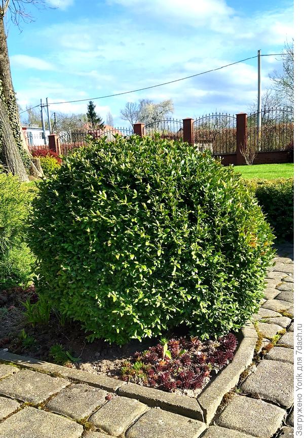 Традиционный шар. Не смотря на позднюю весну, самшит начал "зарастать".