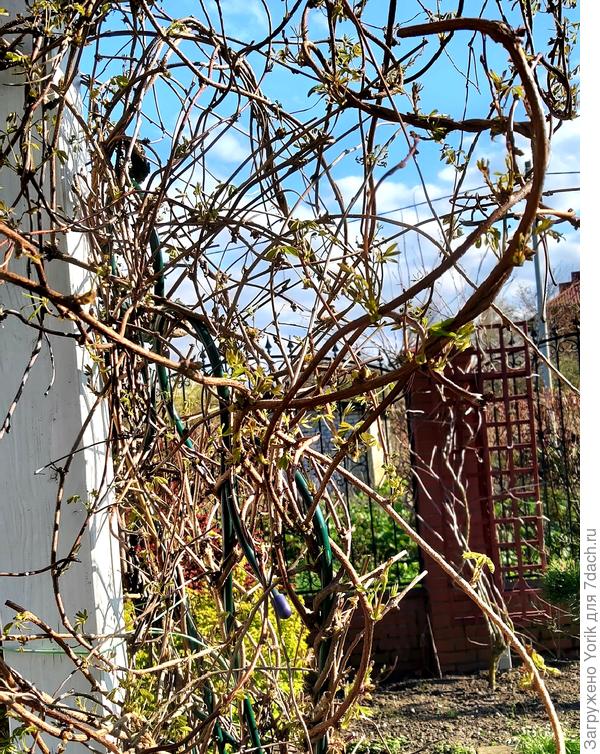 Акебия. Южная лиана. Ничего по утеплению не делал. Уже пошли распускаться листики