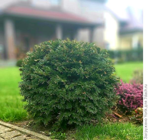 Придержена макушка, окружены бока. Получился шар