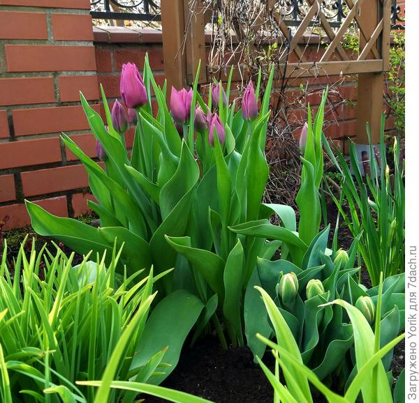 А тюльпаны пока только в таком состоянии