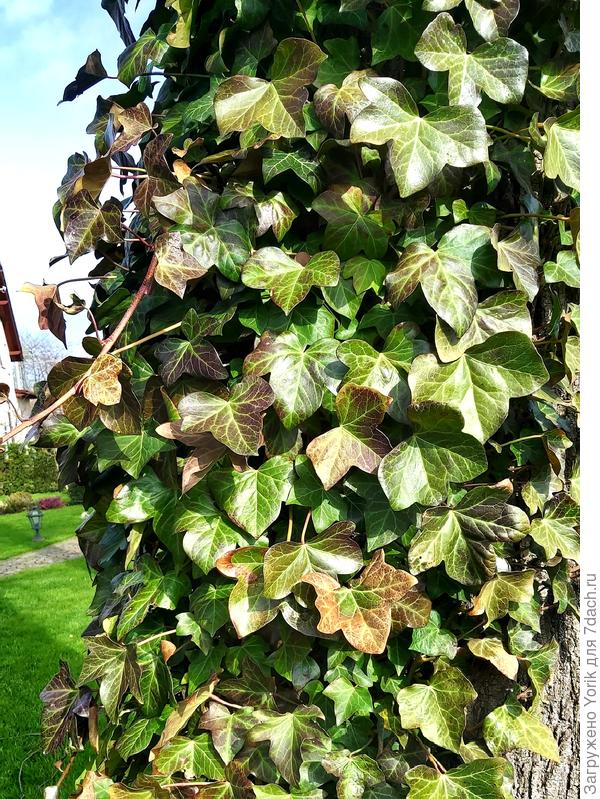 Сбрасывает мёртвую листву, а побуревшая от морозов, начинает зеленеть