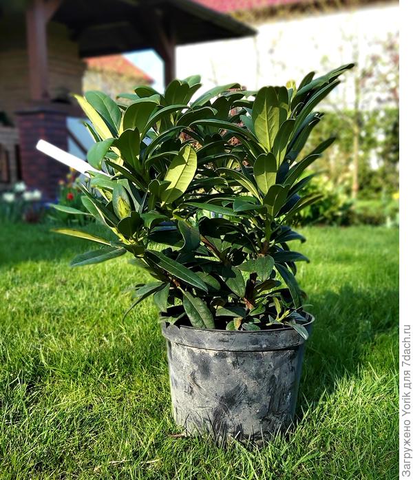 Рододендрон гибридный Orangina