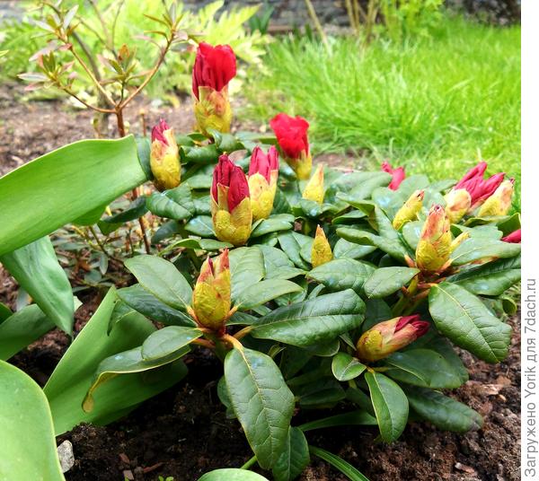 Посажен осенью, перезимовал без укрытия