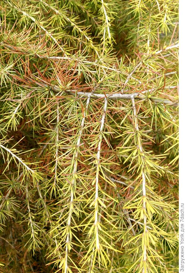 Подмерз наверное, а может просто хвою решил сменить.. Но молодые почки пошли  в рост