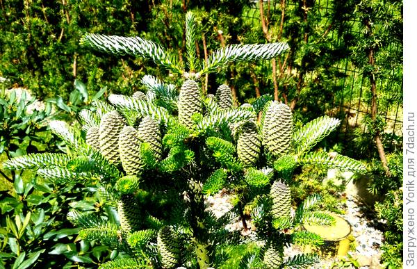 Шишки-свечки