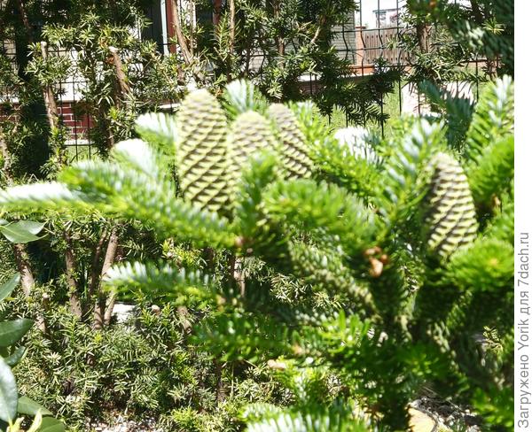 Такое вотукрашение