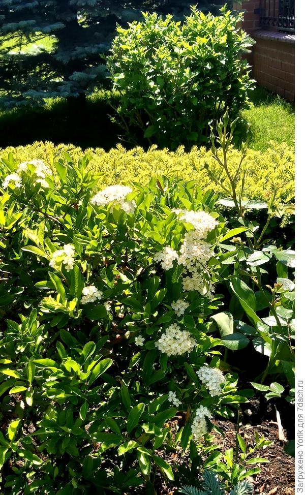 Расцвела пираканта. Значит всю зиму простоит в ягодах