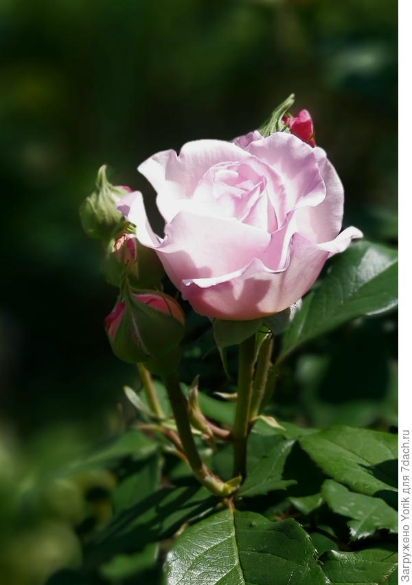 такая вот красотка