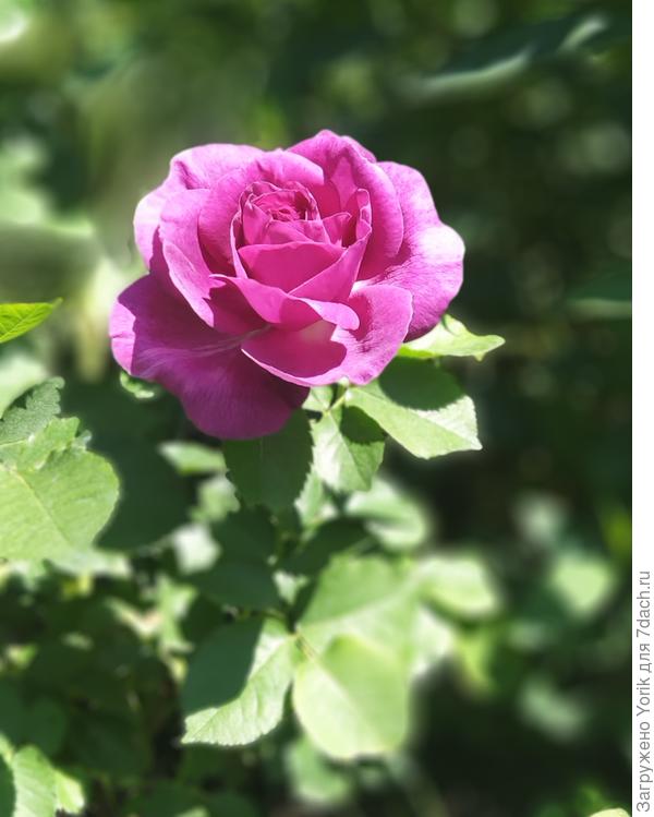 Красотка "Минерва"