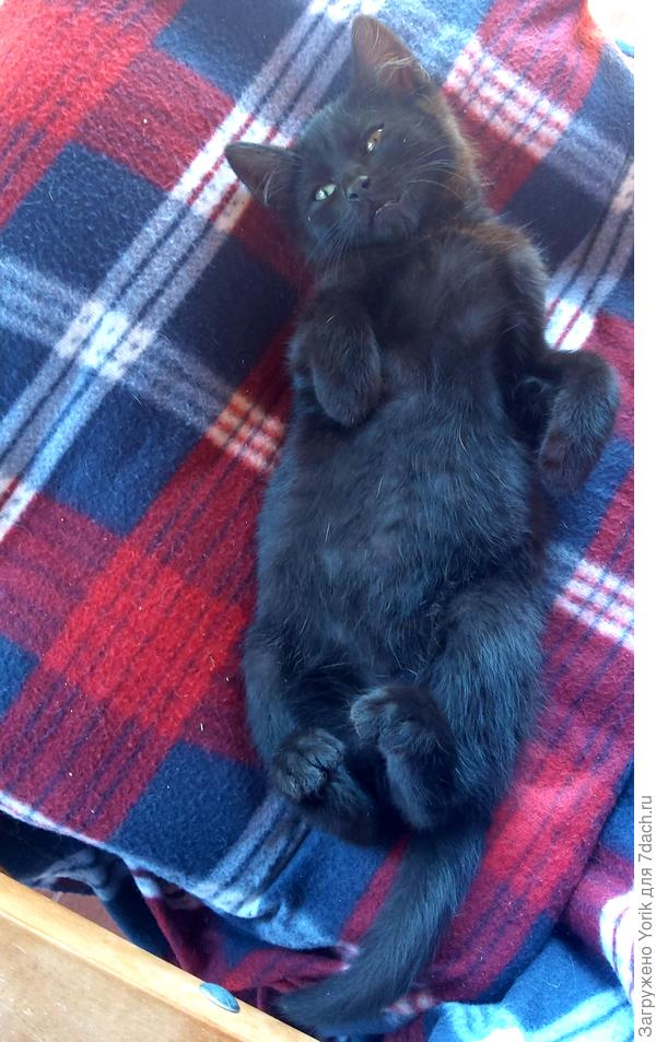 Соседский дружок пришёл на отдых