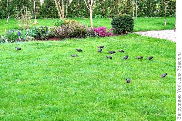 А это утренний десант скворцов