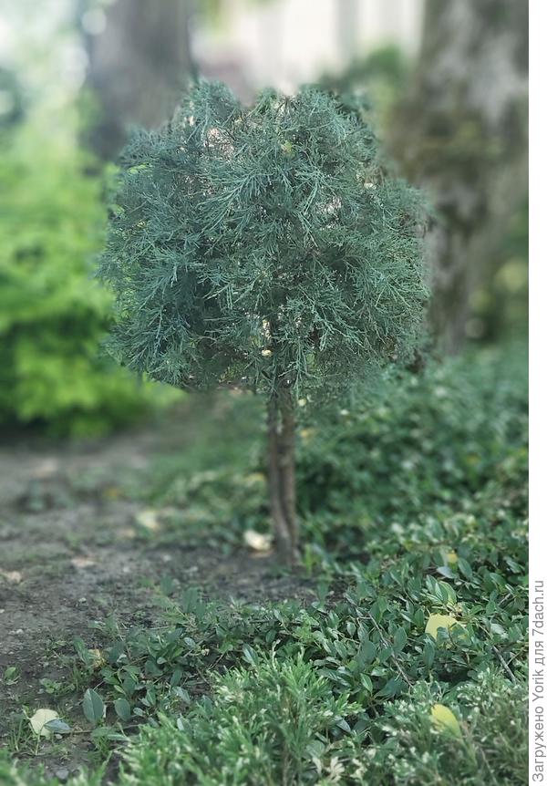 Ему хорошо в полутени