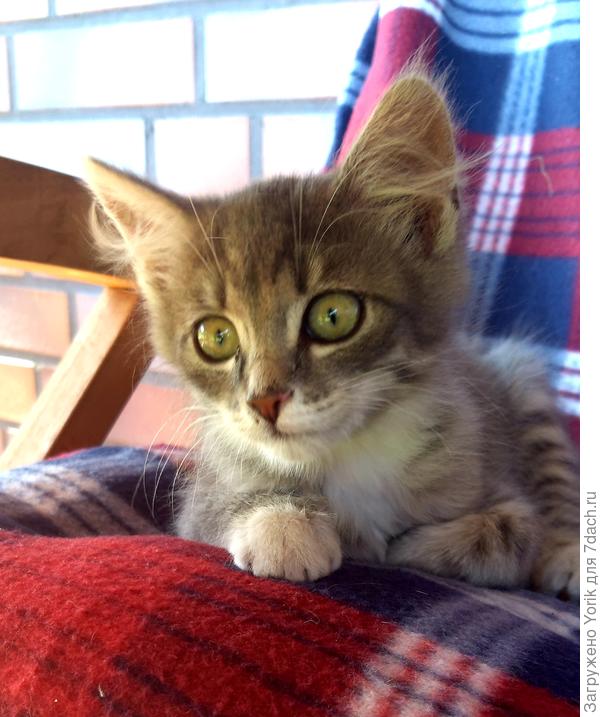 такой бот братишка