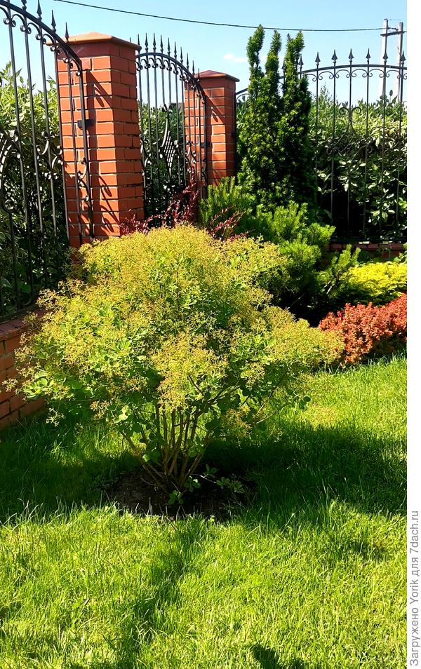 Скумпия готовится зацвести