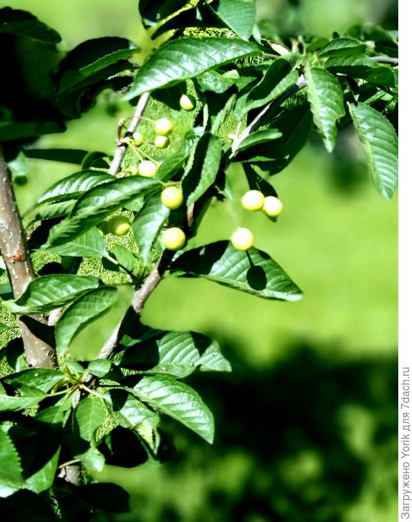 А пока что вот так. Осенью посадил. Буду с дроздами за урожай воевать