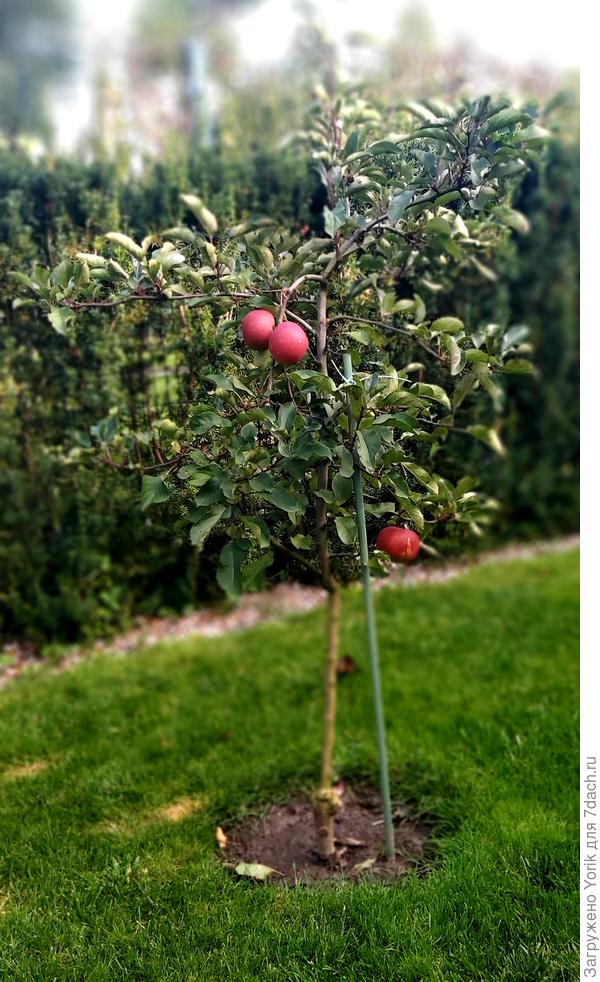 В этом году яблок не много, но крупные. Эти еще дозревают