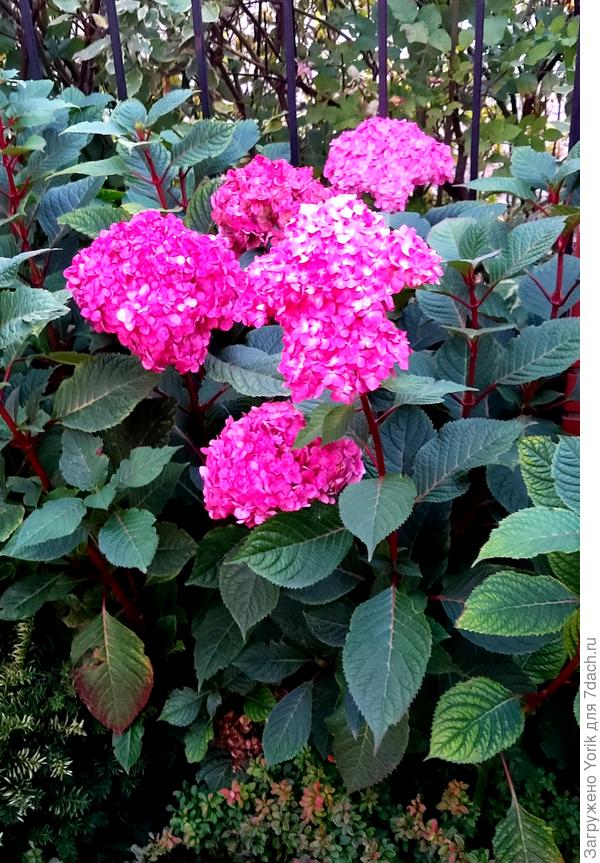 Еще напоминают о лете