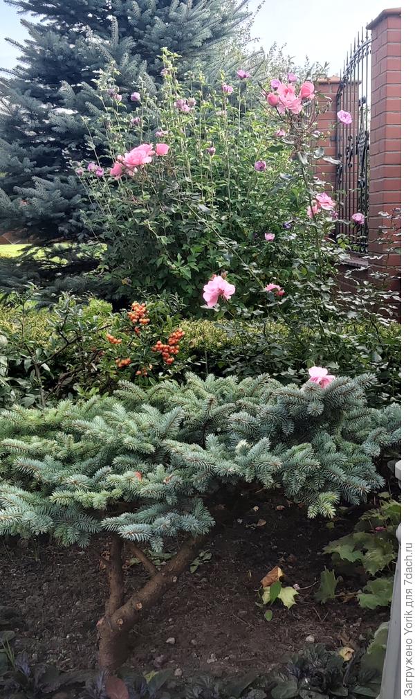 Пока еще цветение продолжается