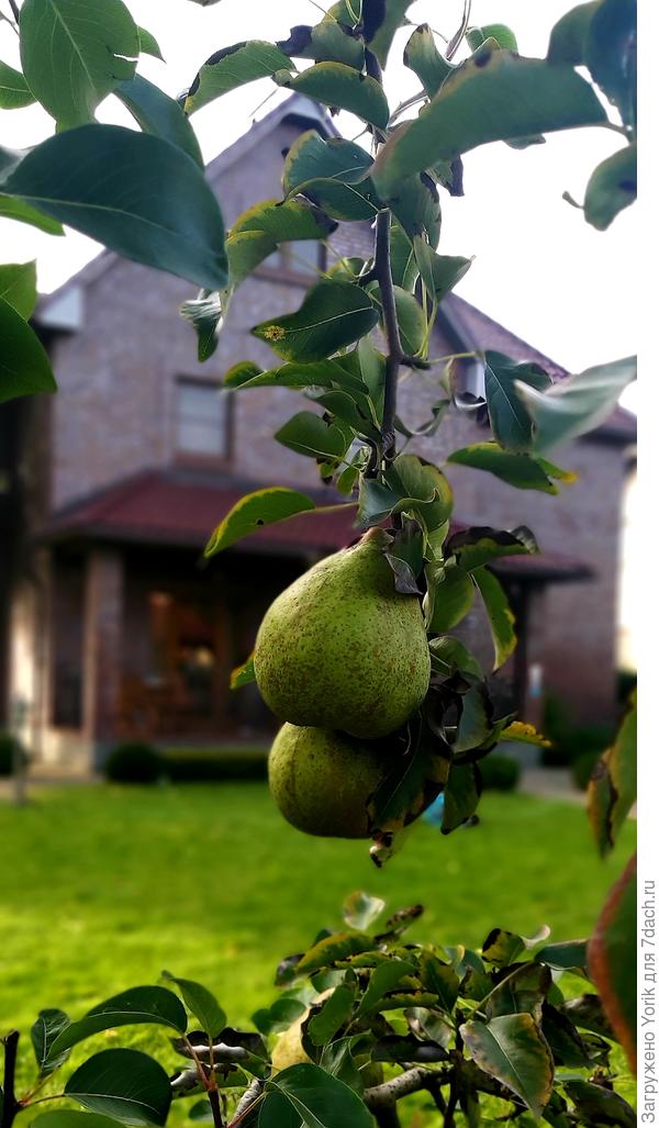 Напоминание, что уже осень. Такие вот груши