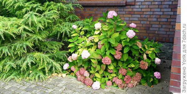 Вроде надо срезать, но еще не совсем страшные