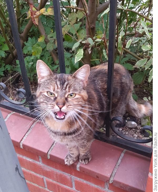 Подружка Карамелька