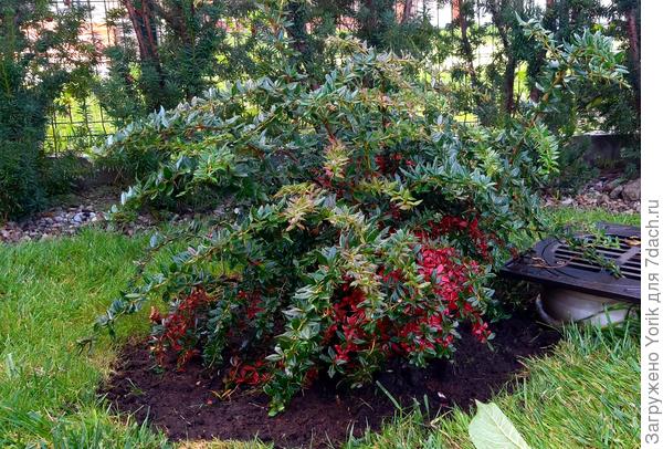 Барбарис входит в осень.  Ну и всю зиму будет таким видом радовать