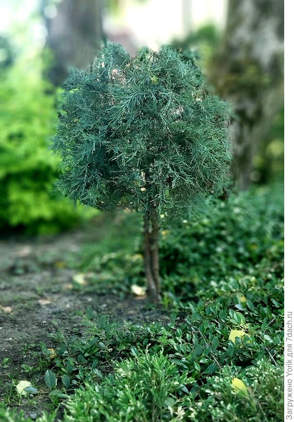 Рос под липами. Совсем не было видно. Помню что оставили, так как не хотели увозить. Он попал случайно. теперь переехал на новое место