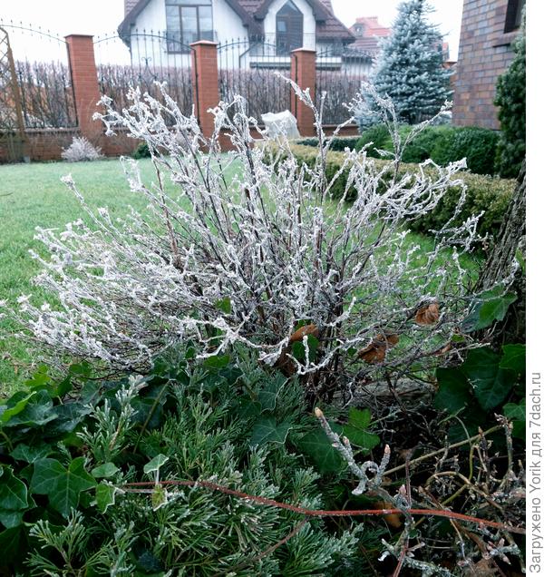 Вот фото сделанное 1 января