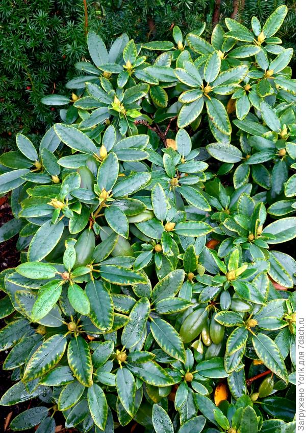 Появилась на листьях такая вот окантовка. В сентябре подкармливал  суперфосфатом и сульфатом калия