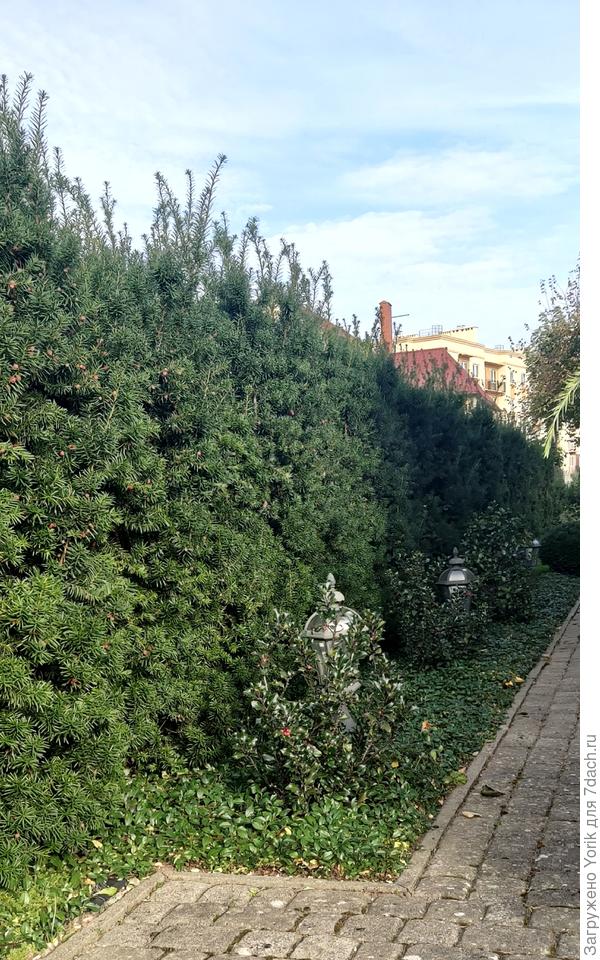 Вот моя самая ленивая &quot;кельтская аллея&quot;. В этом году уход за ней состоял в трёх подкормках, и сдерживания кизильник, чтобы не лез на дорожку.