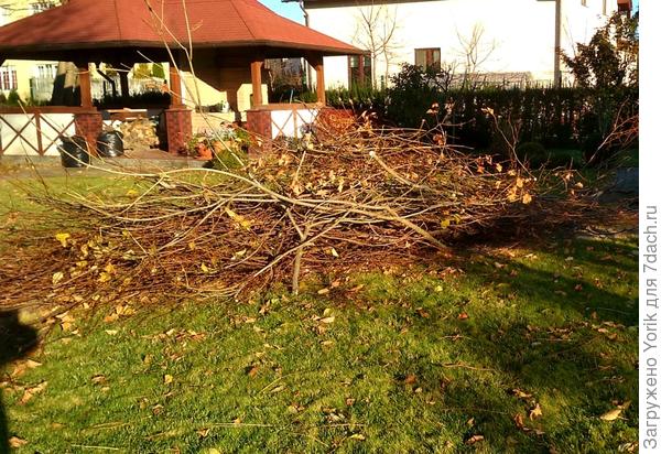 Плоды обрезки.